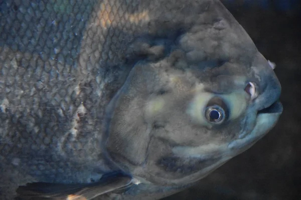 Pesce pacu gigante — Foto Stock