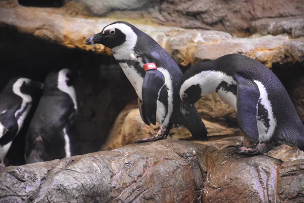 Pequenos pinguins bonitos — Fotografia de Stock