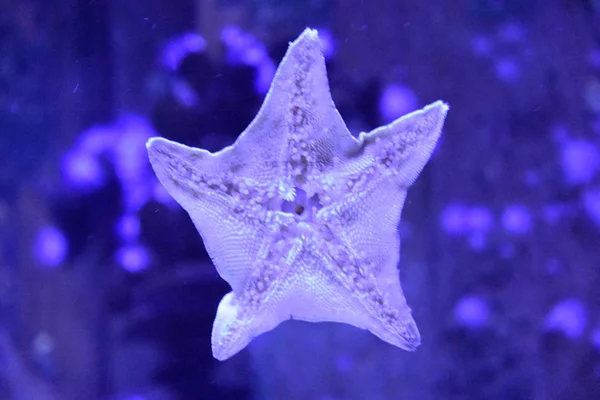 Starfish na água — Fotografia de Stock