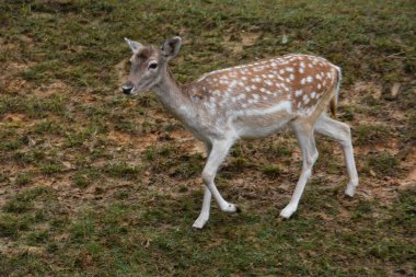 Vahşi doğada geyik