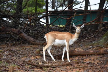 Vahşi doğada geyik