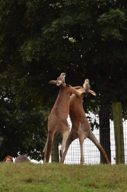 Avustralya kanguru mücadele