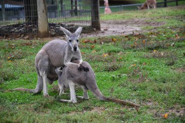 Avustralya vahşi kanguru