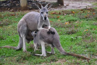 Avustralya vahşi kanguru