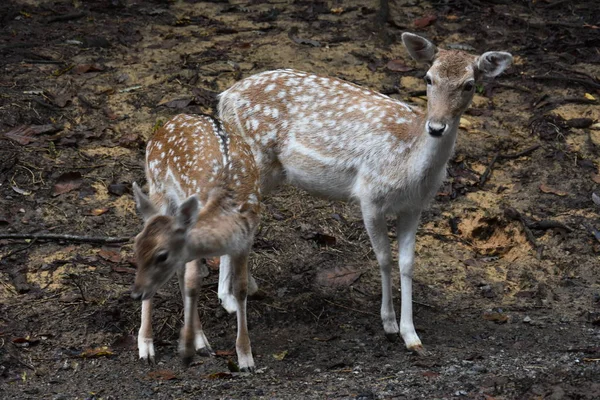 Rehe in freier Wildbahn — Stockfoto