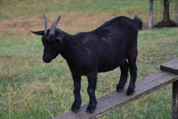 Ziege auf dem Bauernhof — Stockfoto