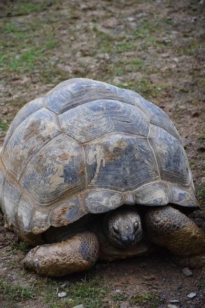 Tortue sur une ferme — Photo