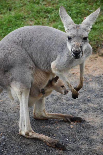 Wildes australisches Känguru — Stockfoto