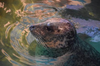 Küçük bir mühür