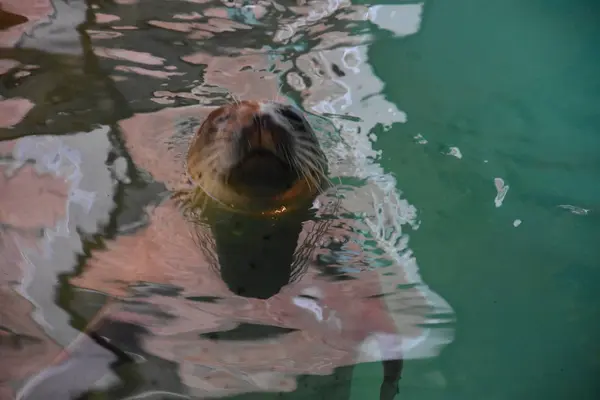 A Sea Lion in Water — Stock Photo, Image