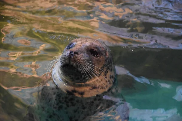 A Little Seal — Stock Photo, Image