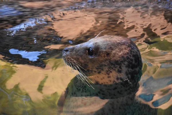 Küçük bir mühür