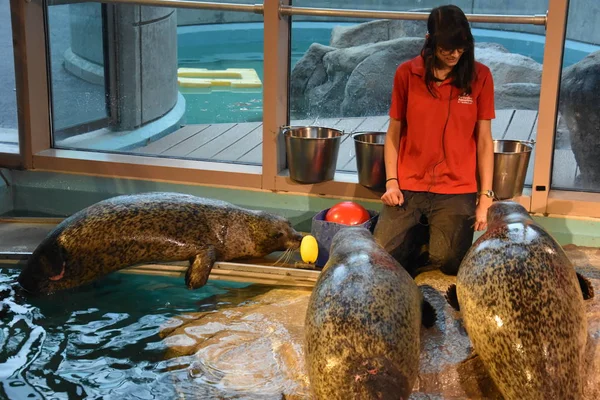 Норвалк Штат Коннектикут Dec Шоу Sea Lion Морском Аквариуме Норуолке — стоковое фото