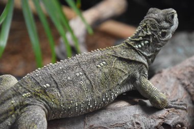 Sakallı bir ejderha