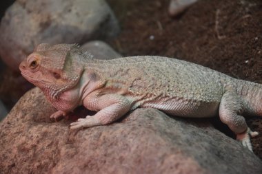 Sakallı bir ejderha