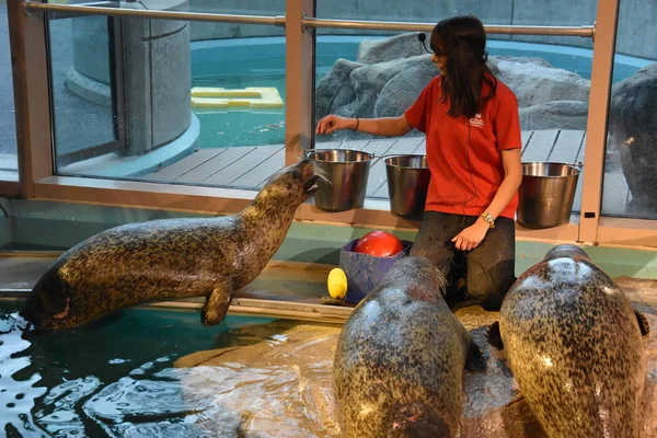 Norwalk Dec Sea Lion Show Aquário Marítimo Norwalk Connecticut Como — Fotografia de Stock