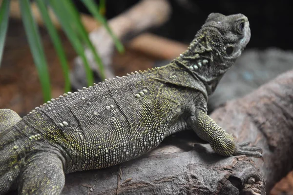 A bearded dragon