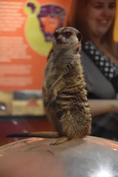 En vacker Meerkat — Stockfoto