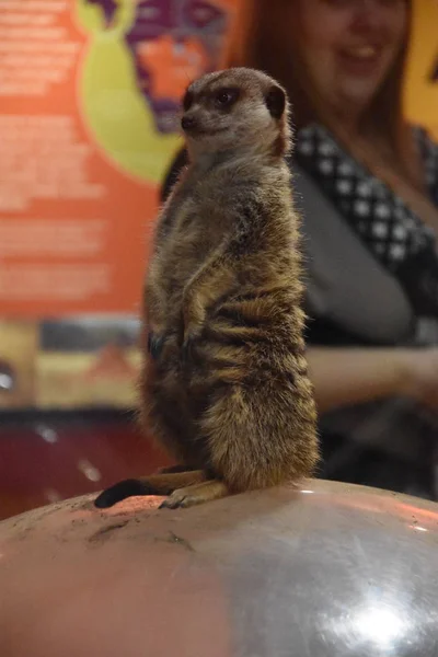 En vacker Meerkat — Stockfoto