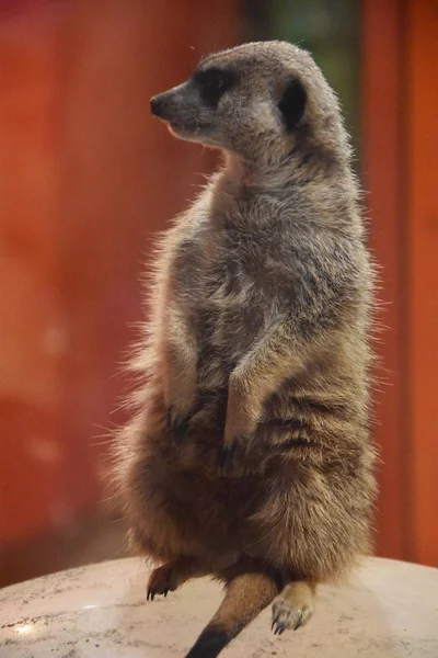 Una hermosa suricata — Foto de Stock