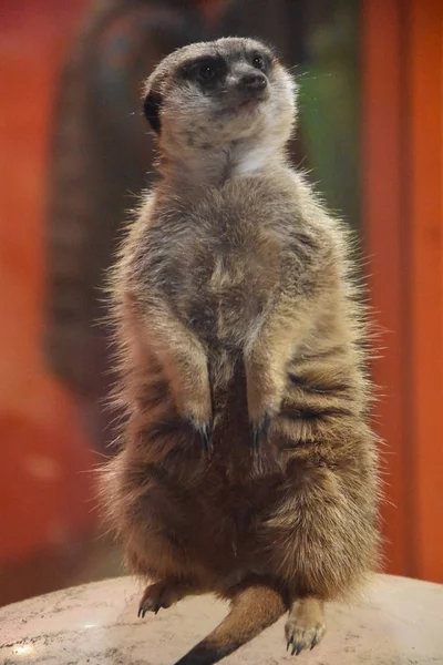 Une belle Meerkat — Photo