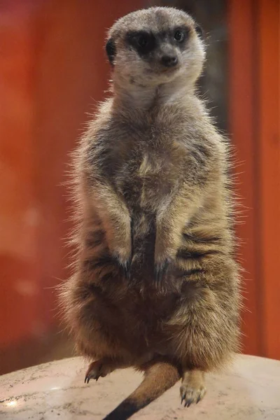 A Beautiful Meerkat — Stock Photo, Image