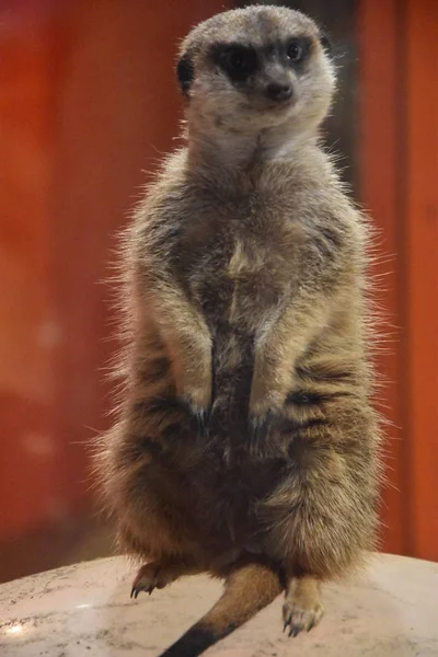 Een mooie Meerkat — Stockfoto