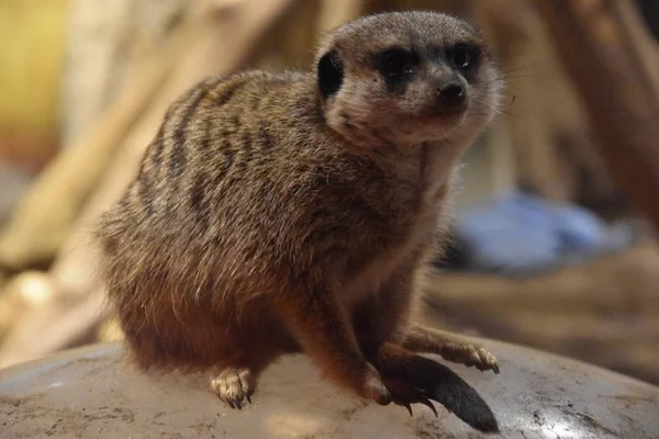 En vacker Meerkat — Stockfoto