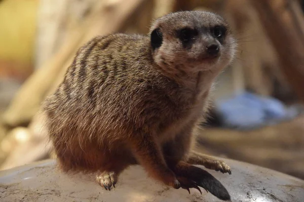 En vacker Meerkat — Stockfoto