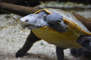 suda turtle