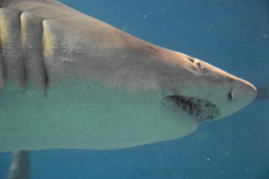 Suda köpekbalığı