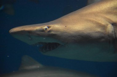 Suda köpekbalığı