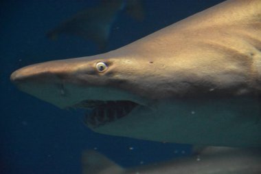 Suda köpekbalığı