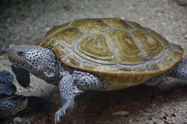 Schildkröte im Wasser — Stockfoto