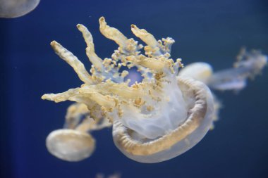 Suda bir denizanası