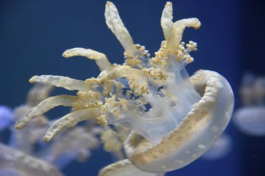 Suda bir denizanası