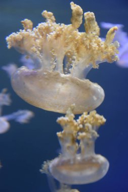 Suda bir denizanası