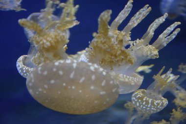 Suda bir denizanası