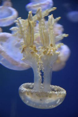 Suda bir denizanası