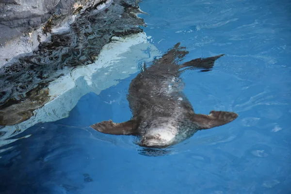 Sudaki Deniz Aslanı — Stok fotoğraf
