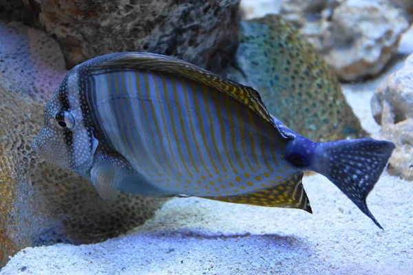 Un pesce colorato — Foto Stock