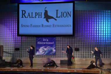 Connecticut mistik akvaryumda deniz aslanı göstermek