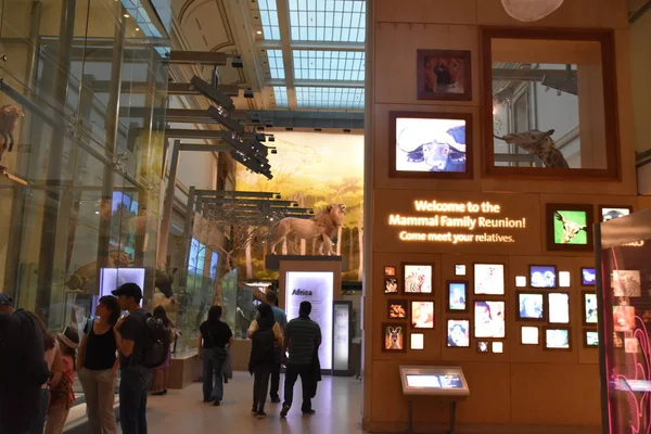 Национальный музей естественной истории в Вашингтоне — стоковое фото