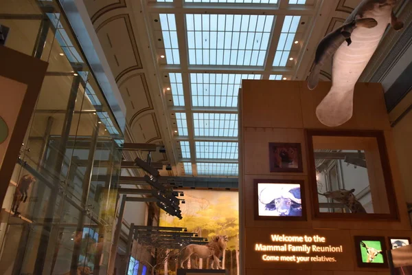 Museo Nazionale di Storia Naturale di Washington DC — Foto Stock