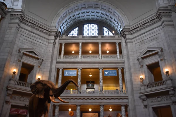 Национальный музей естественной истории в Вашингтоне — стоковое фото