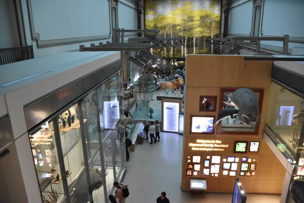 Nationales Naturkundemuseum in Washington, D.C. — Stockfoto