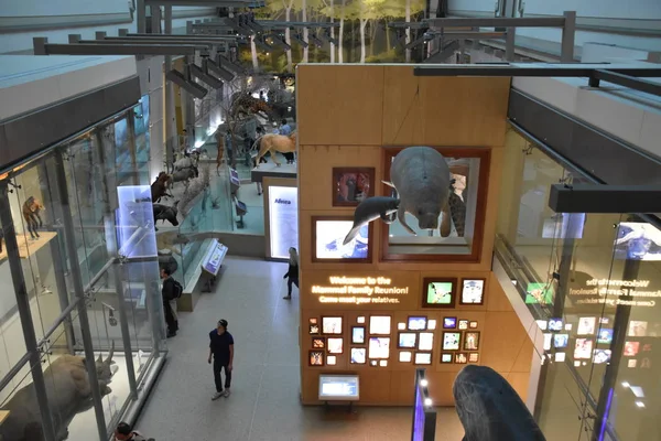 Εθνικό Μουσείο Φυσικής Ιστορίας στην Ουάσιγκτον, Dc — Φωτογραφία Αρχείου