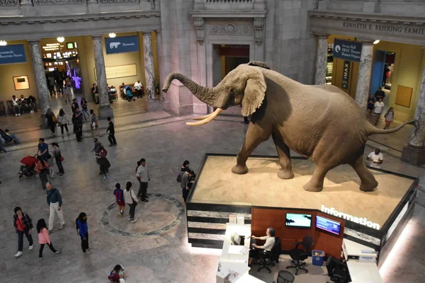 Museo Nazionale di Storia Naturale di Washington DC — Foto Stock