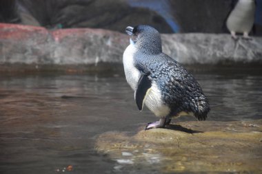 küçük mavi penguen