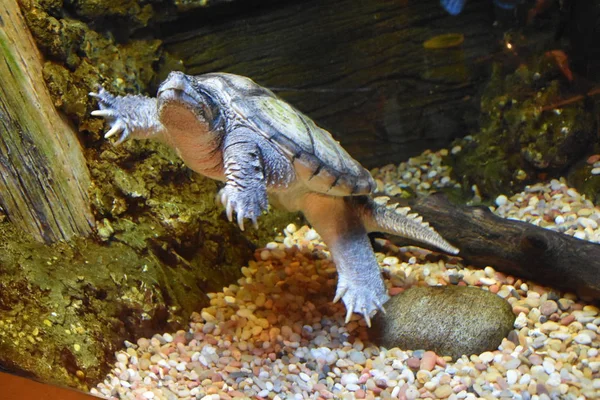 Una tortuga marina —  Fotos de Stock